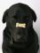 Dog and Biscuit