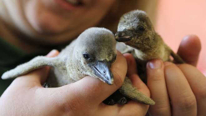 Baby Penguins - London Zoo