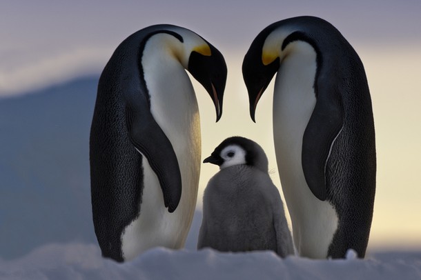Penguins