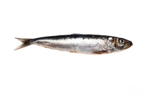 Sardine